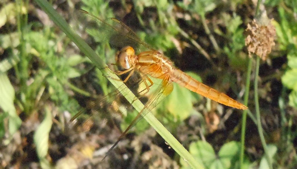 Crocothemis erythraea femmina? no, maschio immaturo